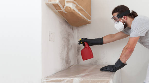 Basement Mold Remediation treatment on basement walls in Lehigh Acres